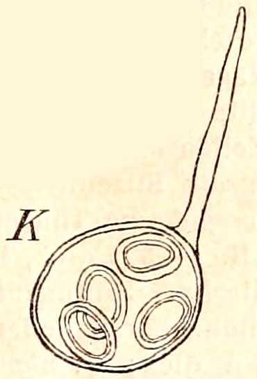 File:Die Natürlichen Pflanzenfamilien nebst ihren Gattungen und wichtigeren Arten in…Fig 49K.jpg