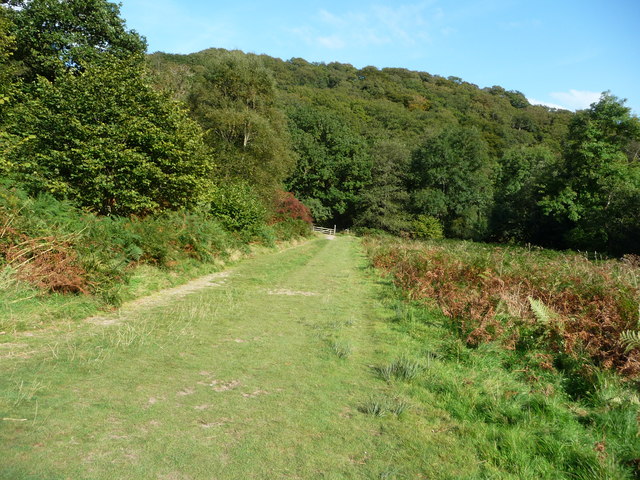 File:Exmoor , Grass Path at Tarr Steps Woods - geograph.org.uk - 1507843.jpg