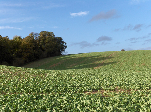 File:Farmland between Lambourn and Baydon - geograph.org.uk - 253250.jpg