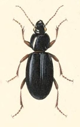 <i>Blennidus</i> Genus of beetles