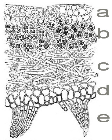 File:File-Meyers b6 s0351a.jpg