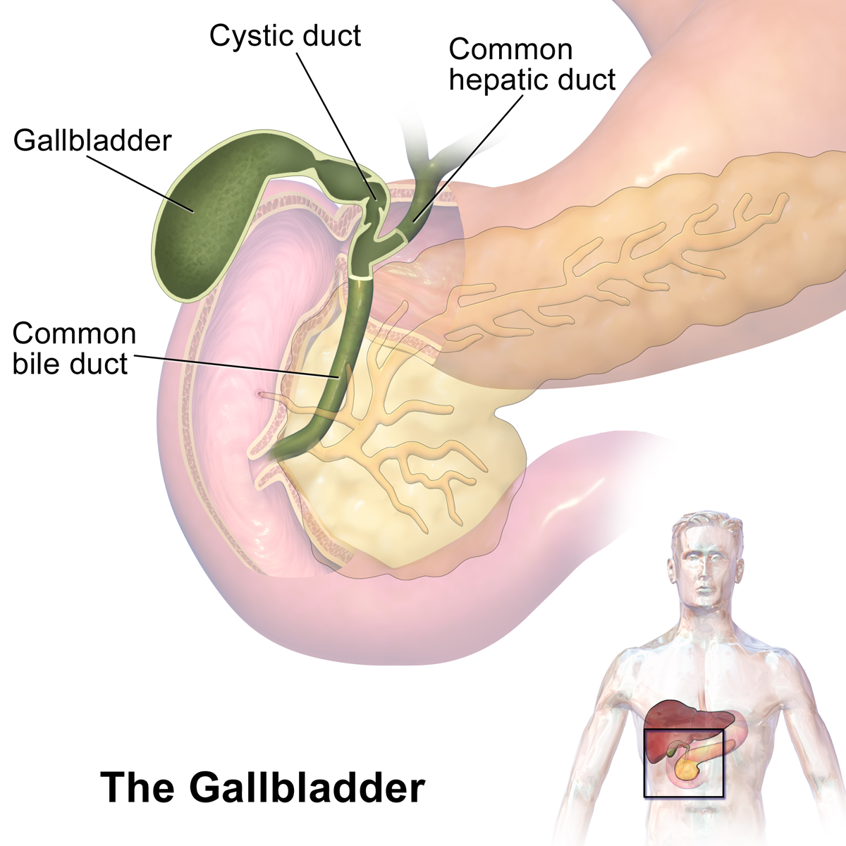 Bile produced in which organ