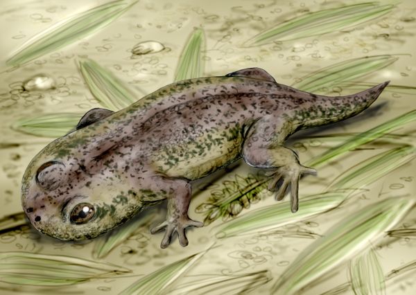 File:Gerobatrachus NT.jpg