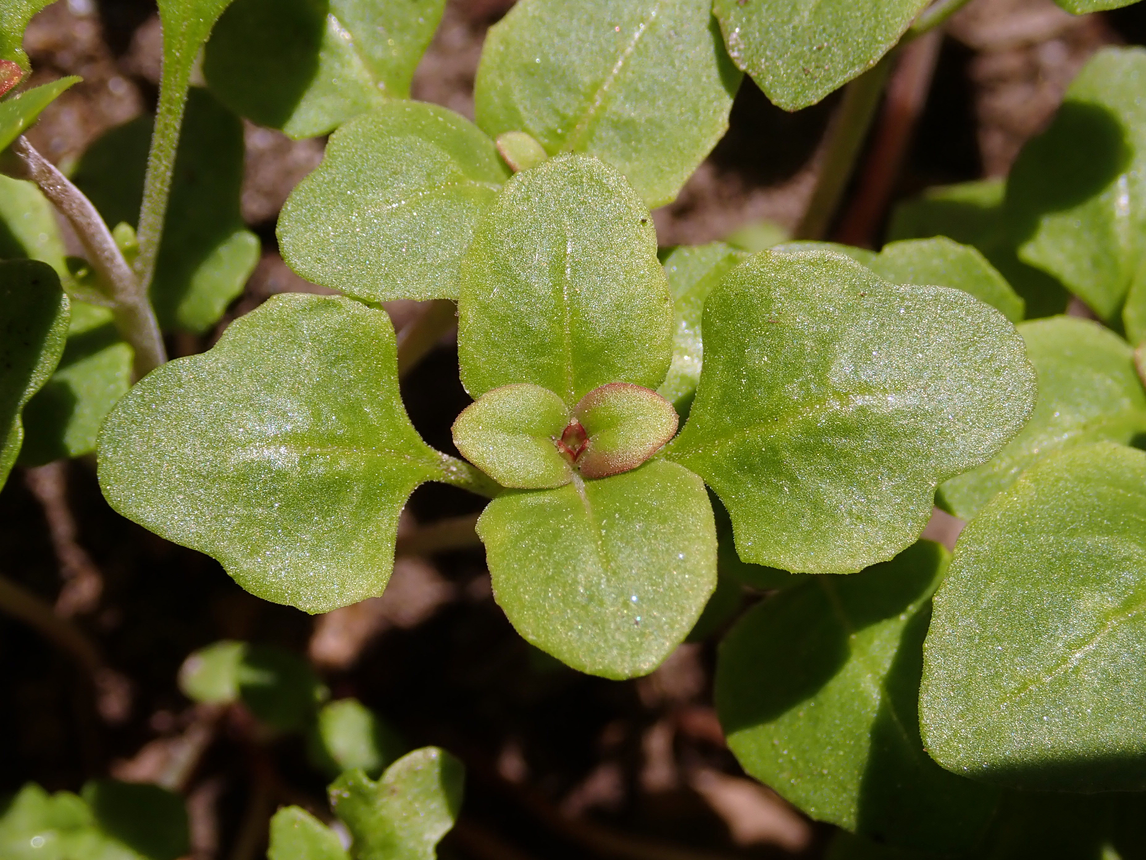 godetia grandiflora