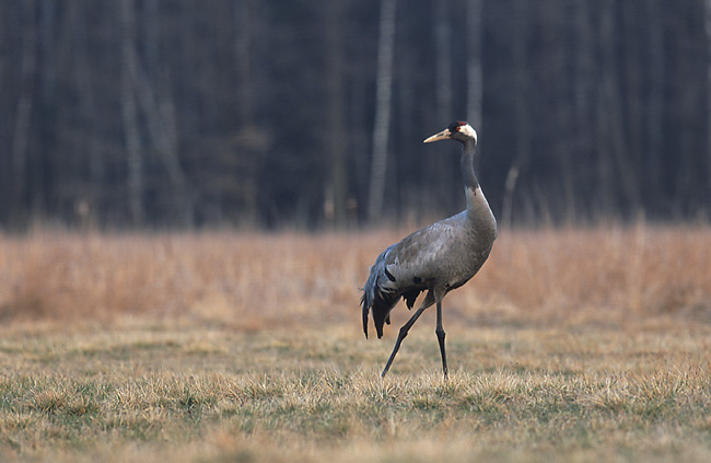 File:Grus grus 5 (Marek Szczepanek).jpg