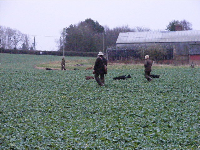 File:Gun Dog Training - geograph.org.uk - 1610031.jpg