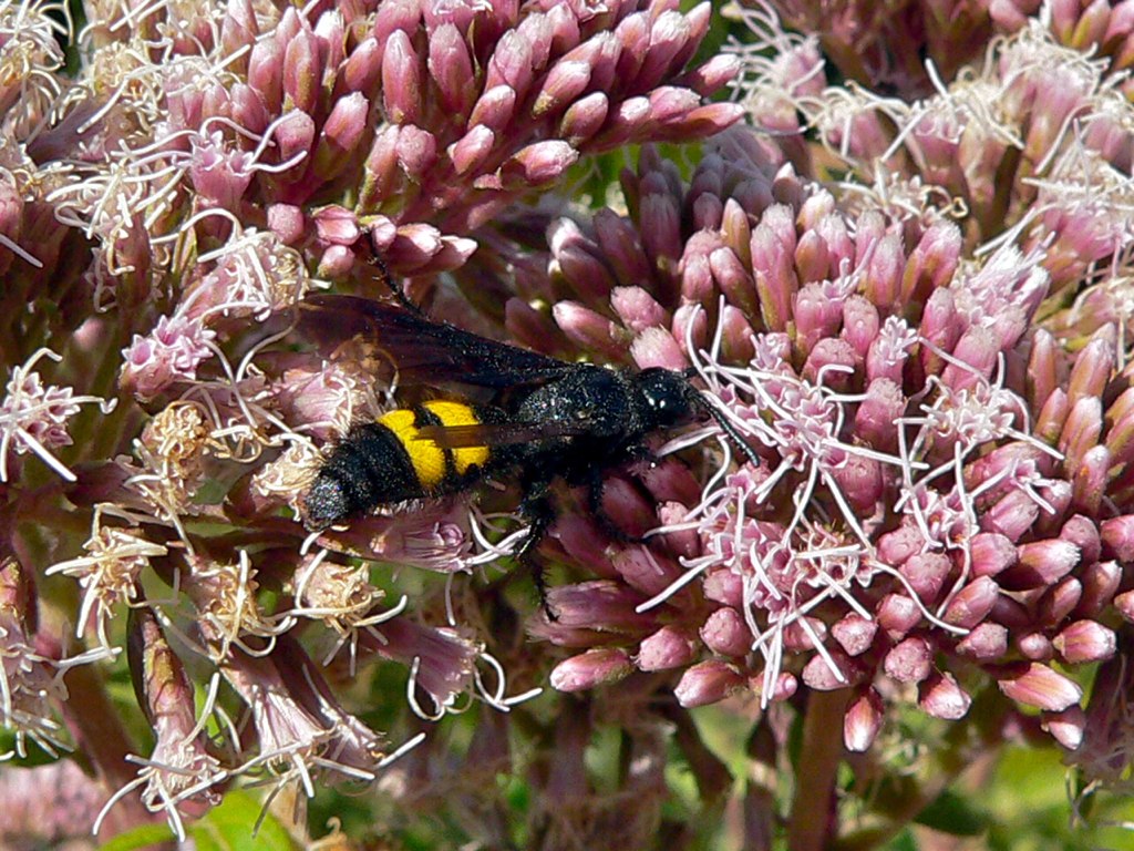 Hairy Flower Wasp (Scolia hirta) (8336237111).jpg