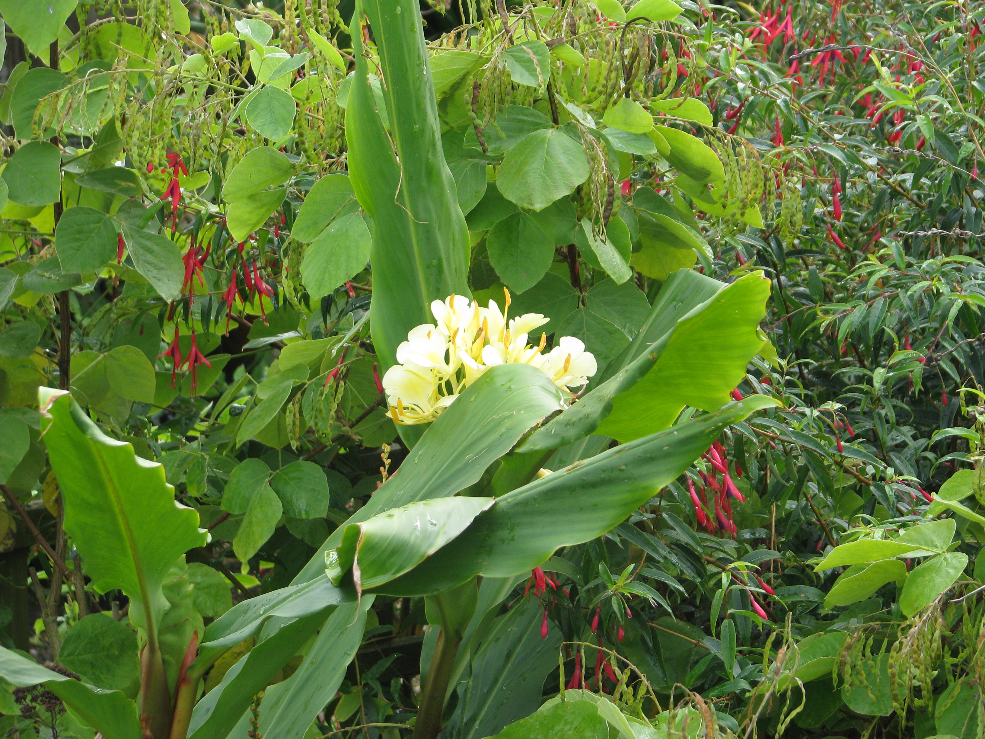 Hedychium urophyllum HWJ 604 (14935862903).jpg