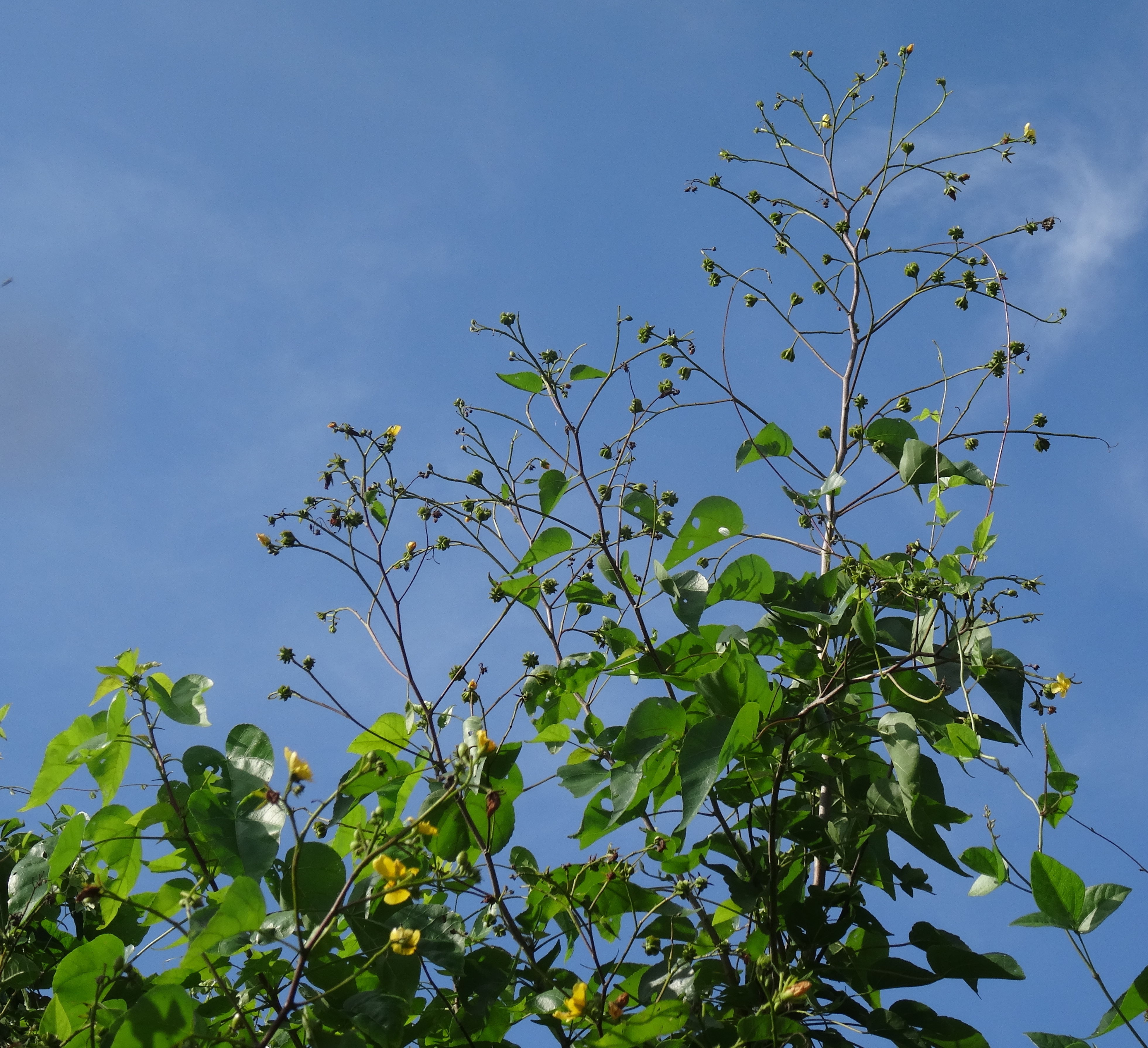 Helmiopsiella sp. Pemba - large inflorescence (12854563685).jpg