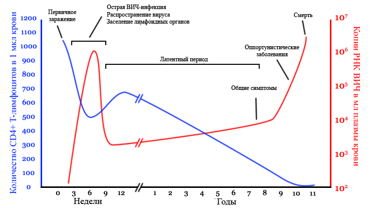 File:Hiv-timecourse-rus.png