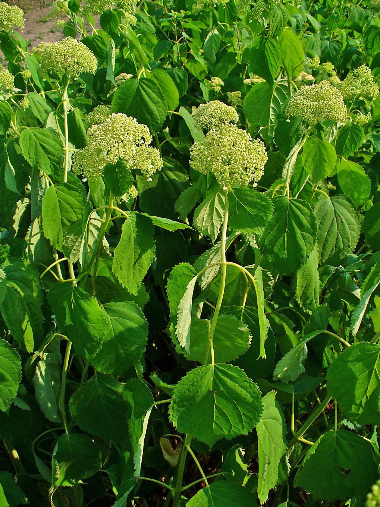 Image of Hydrangea arborescens plant