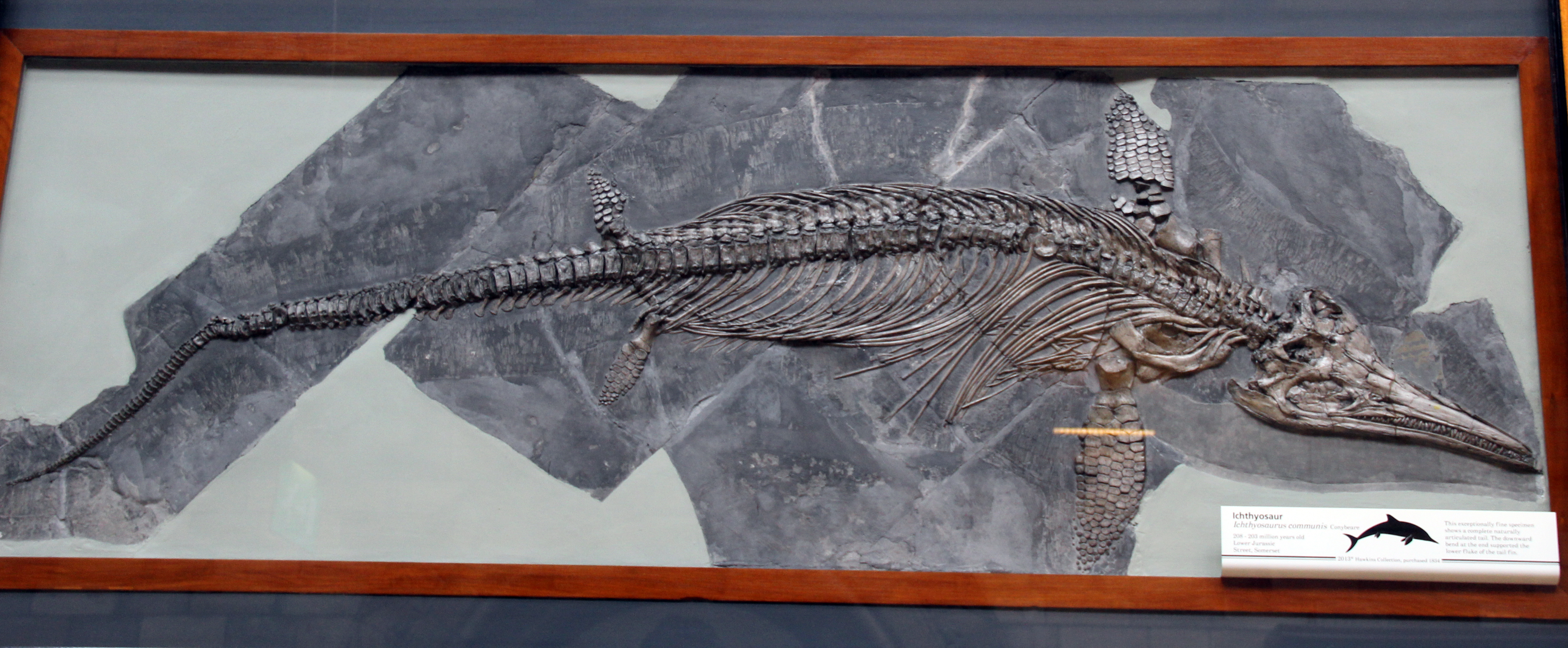 Top 57+ imagen ichthyosaur fossil