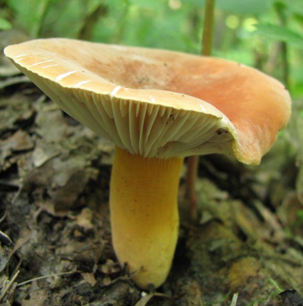 File:Lactarius hygrophoroides 15959.jpg