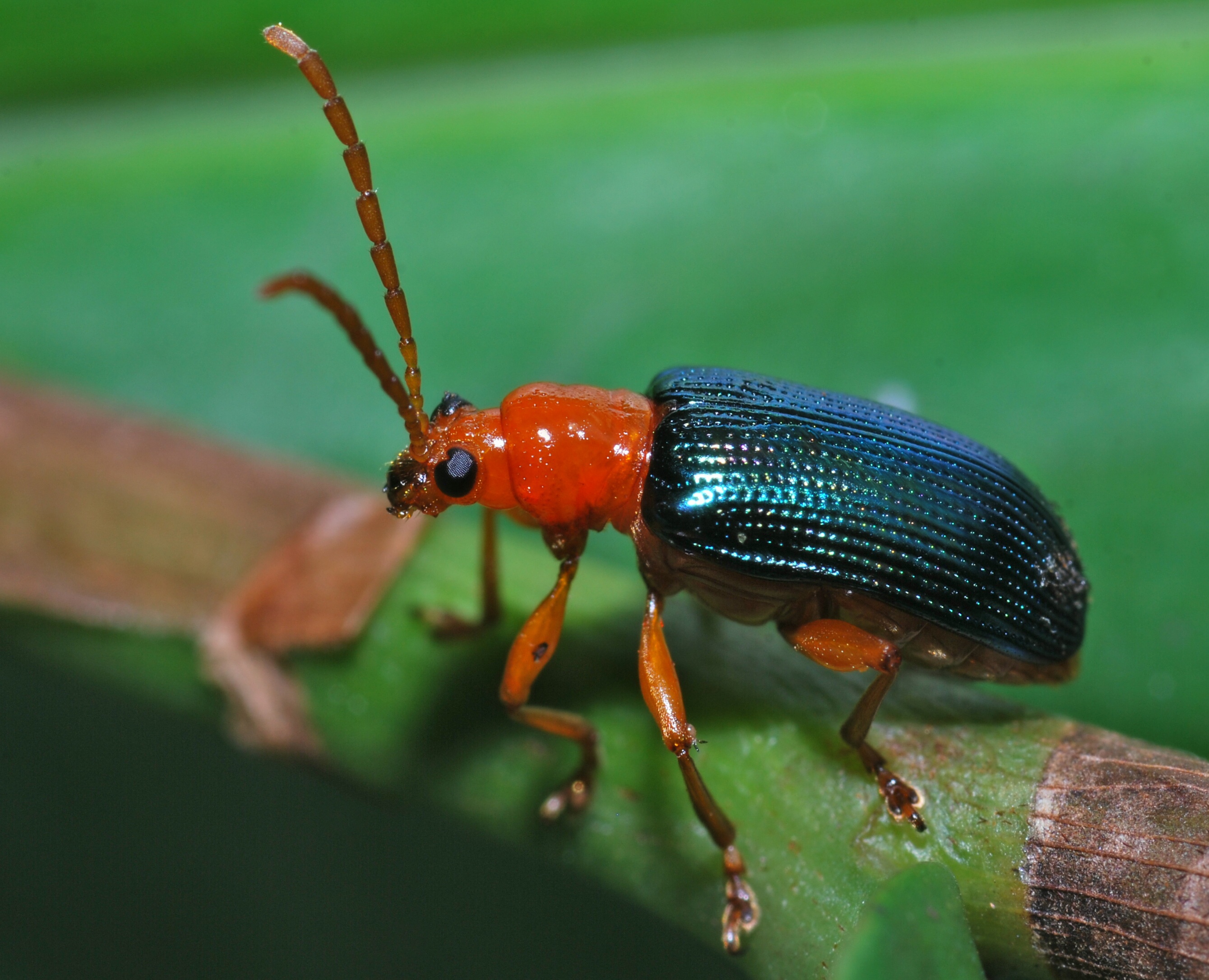 chrysomelidae leaf beetles