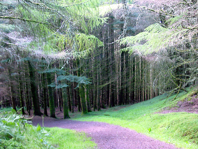 File:Lora Forest - geograph.org.uk - 111993.jpg