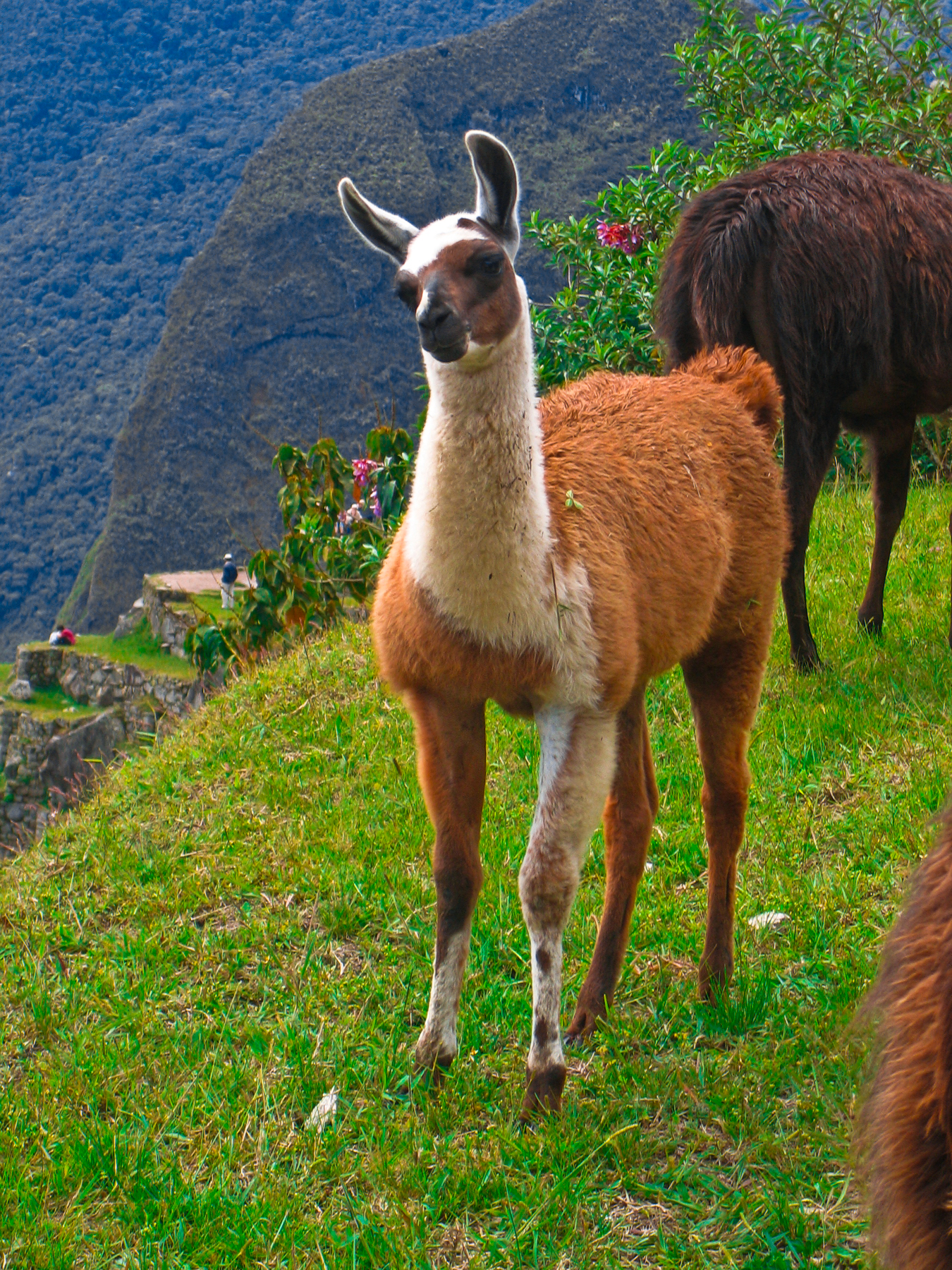 Животные латинской америки фото с названиями