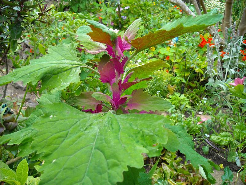 File:MagentaSpreen Chenopodium giganteum EdibleOffice.jpg