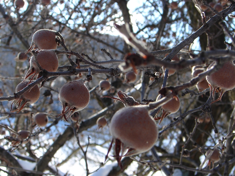 File:Mespilus germanica fruktoj2.jpg