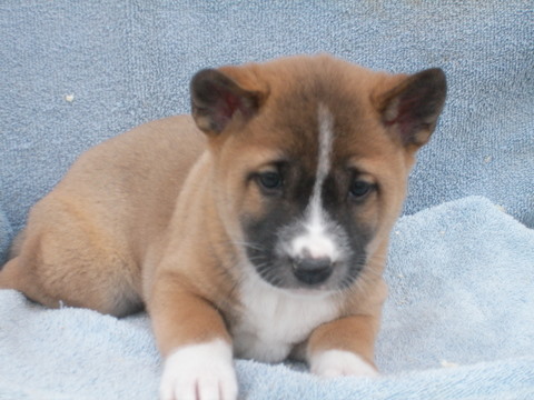 File:New Guinea Singing Dog - male puppy.jpg