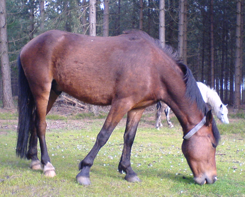 File:Nfpony.jpg