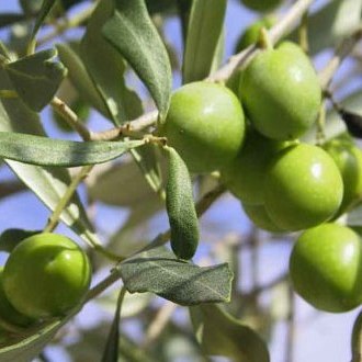 File:Olives vertes sur olivier.jpg