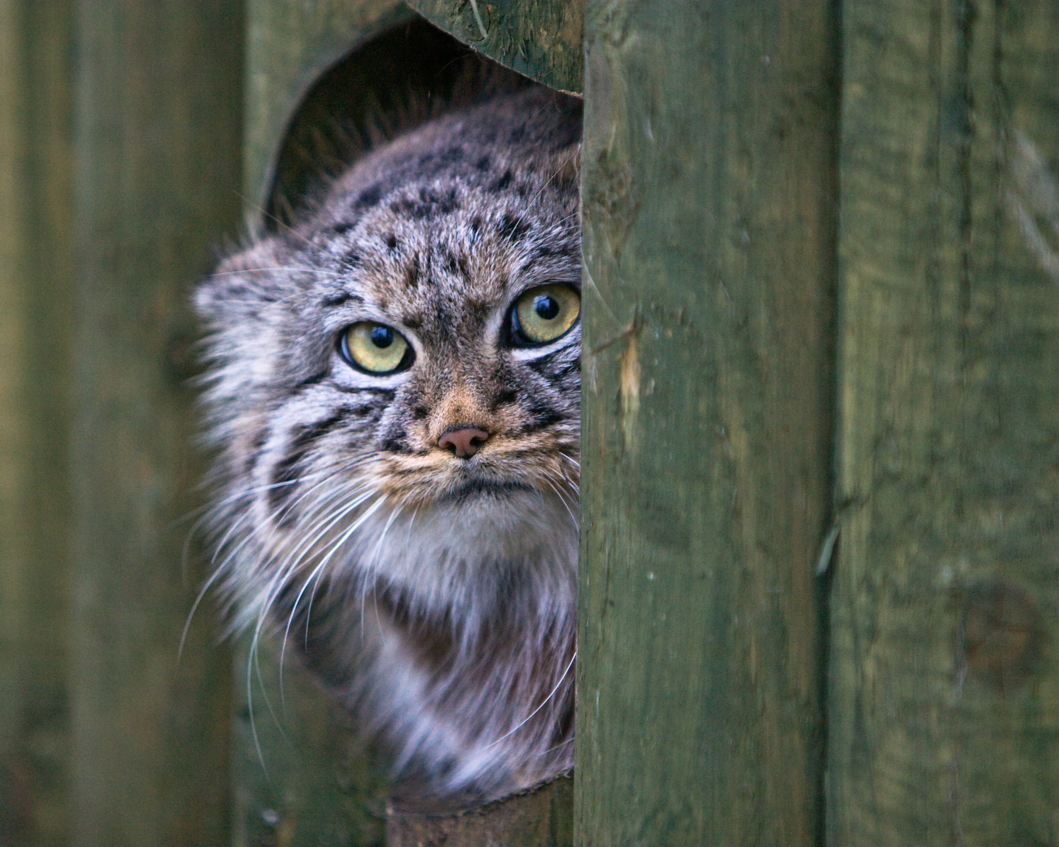 Pallas's cat - Wikipedia