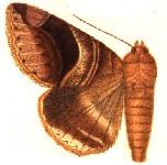 <i>Bastilla copidiphora</i> Species of moth