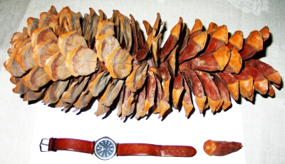 File:Pinus lambertiana001x0001.jpg