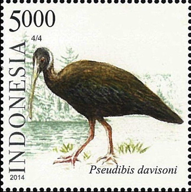 White-shouldered ibis - Wikipedia