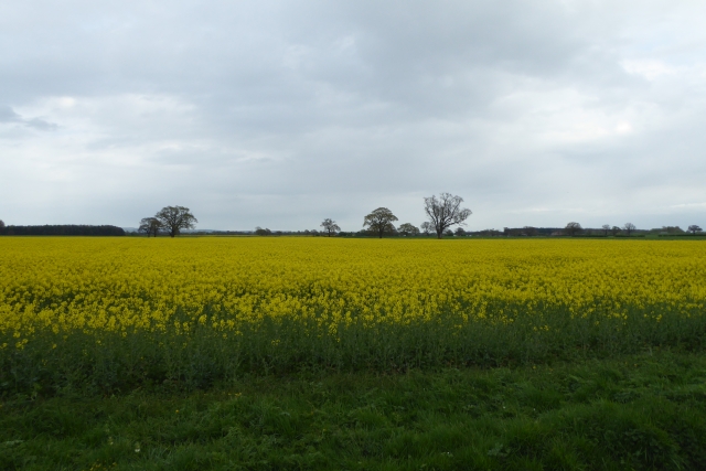 File:Rape off Dauby Lane - geograph.org.uk - 5356644.jpg