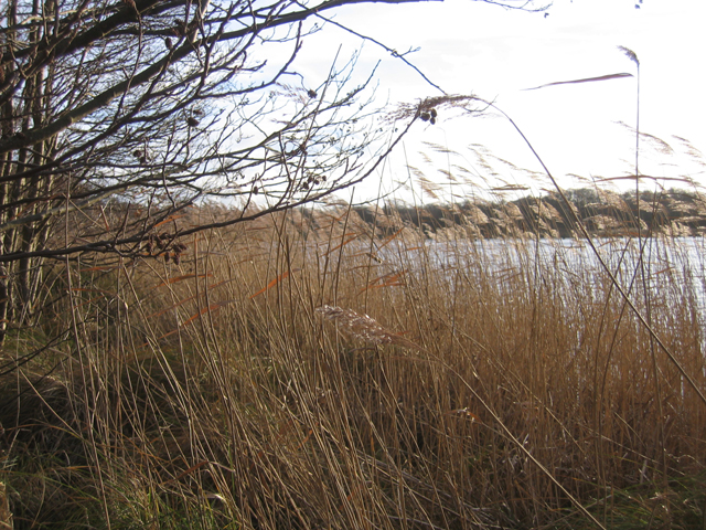 File:Reedswamp fringing Alderfen Broad, Norfolk - geograph.org.uk - 310681.jpg