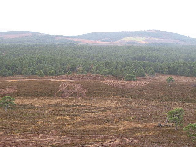 File:Regeneration work, Abernethy Forest - geograph.org.uk - 612836.jpg