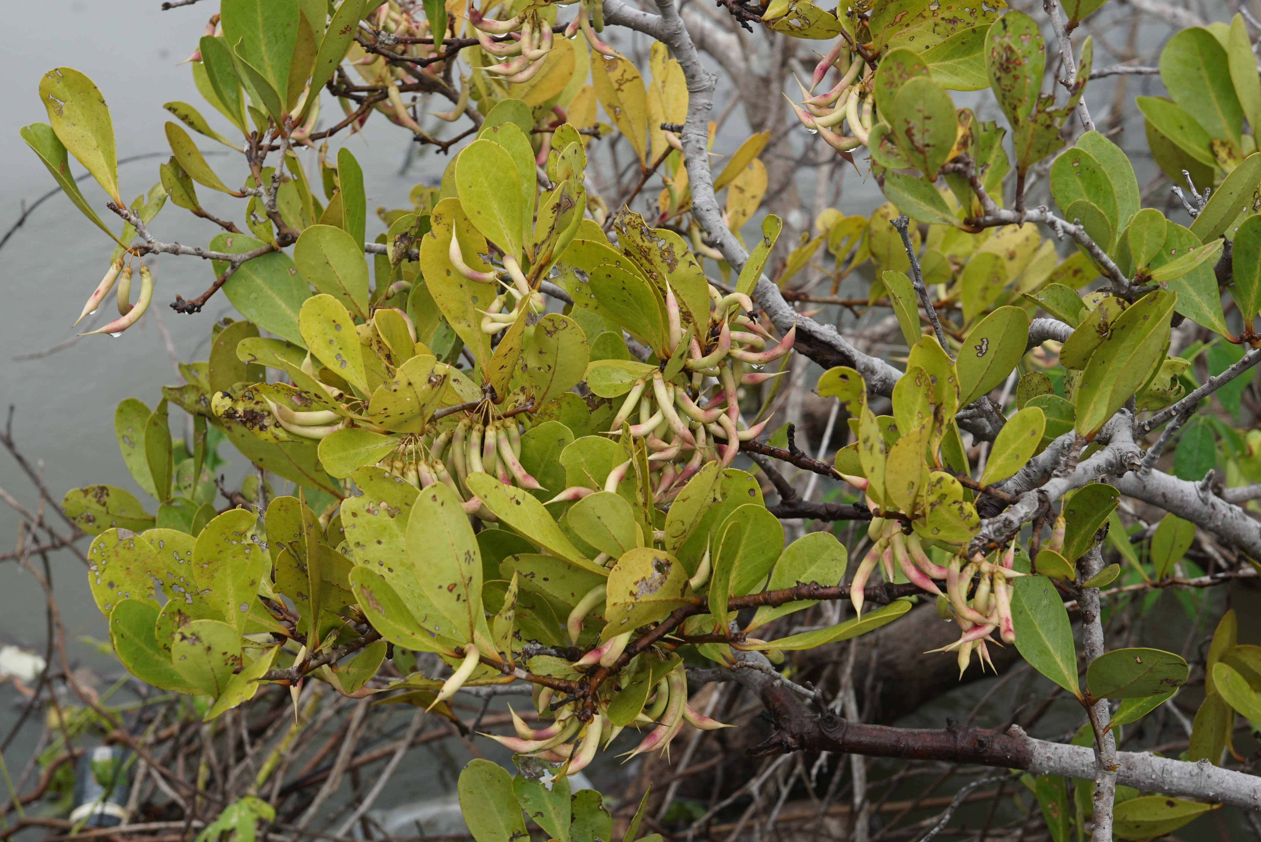 Kết quả hình ảnh cho Aegiceras corniculatum