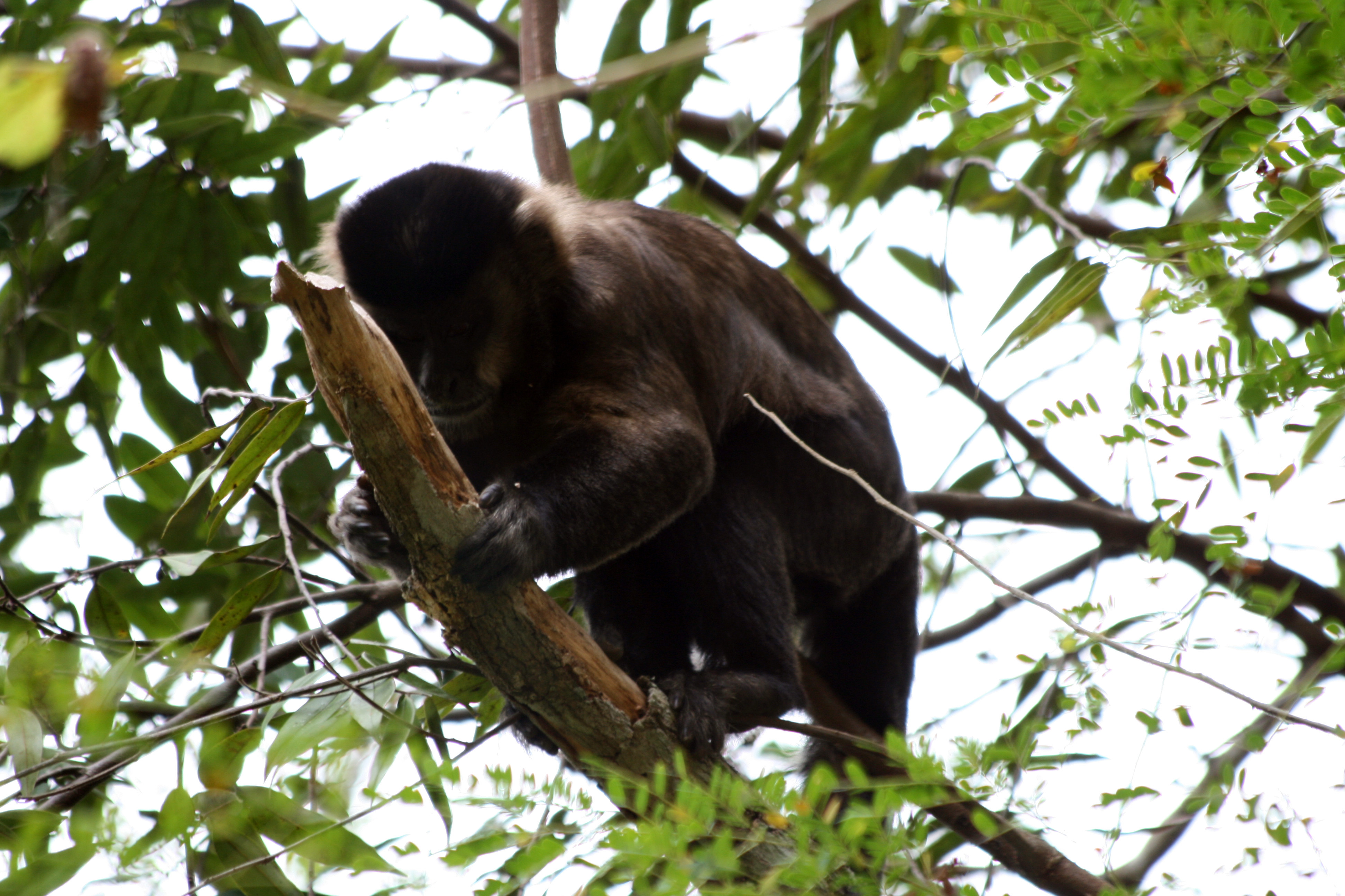 Macacos-prego (Sapajus nigritus) – informações