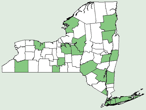 File:Sisymbrium officinale NY-dist-map.png