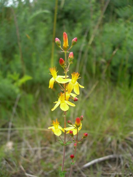 File:Slender St John's Wort - geograph.org.uk - 472294.jpg