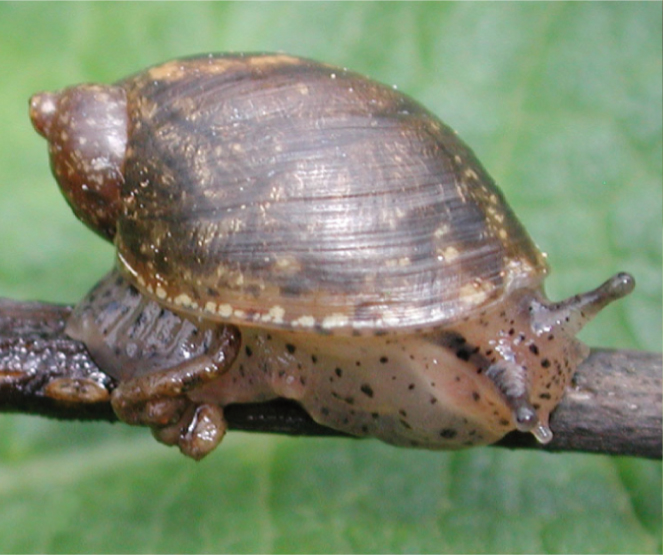 File:Succinea sp from Dominica.png