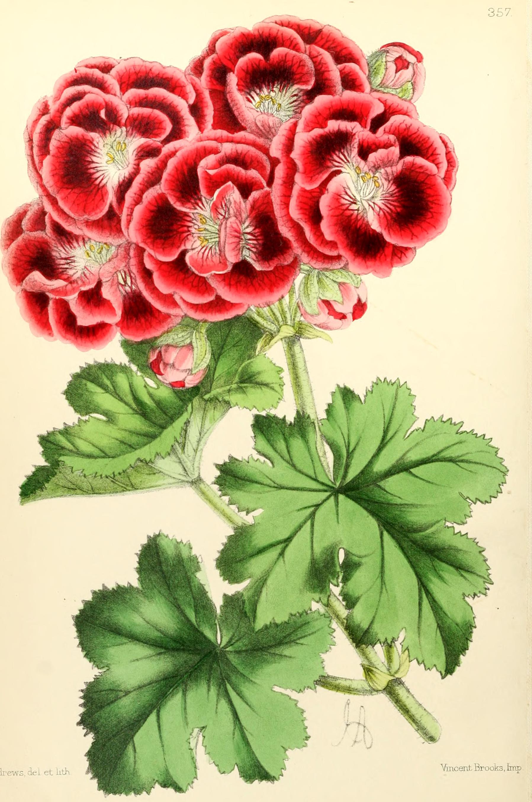 Пеларгония рисунок. Pelargonium Botanical. Винтажная роза пеларгония. Пеларгония Ботаническая иллюстрация. Герань Ботаническая иллюстрация.