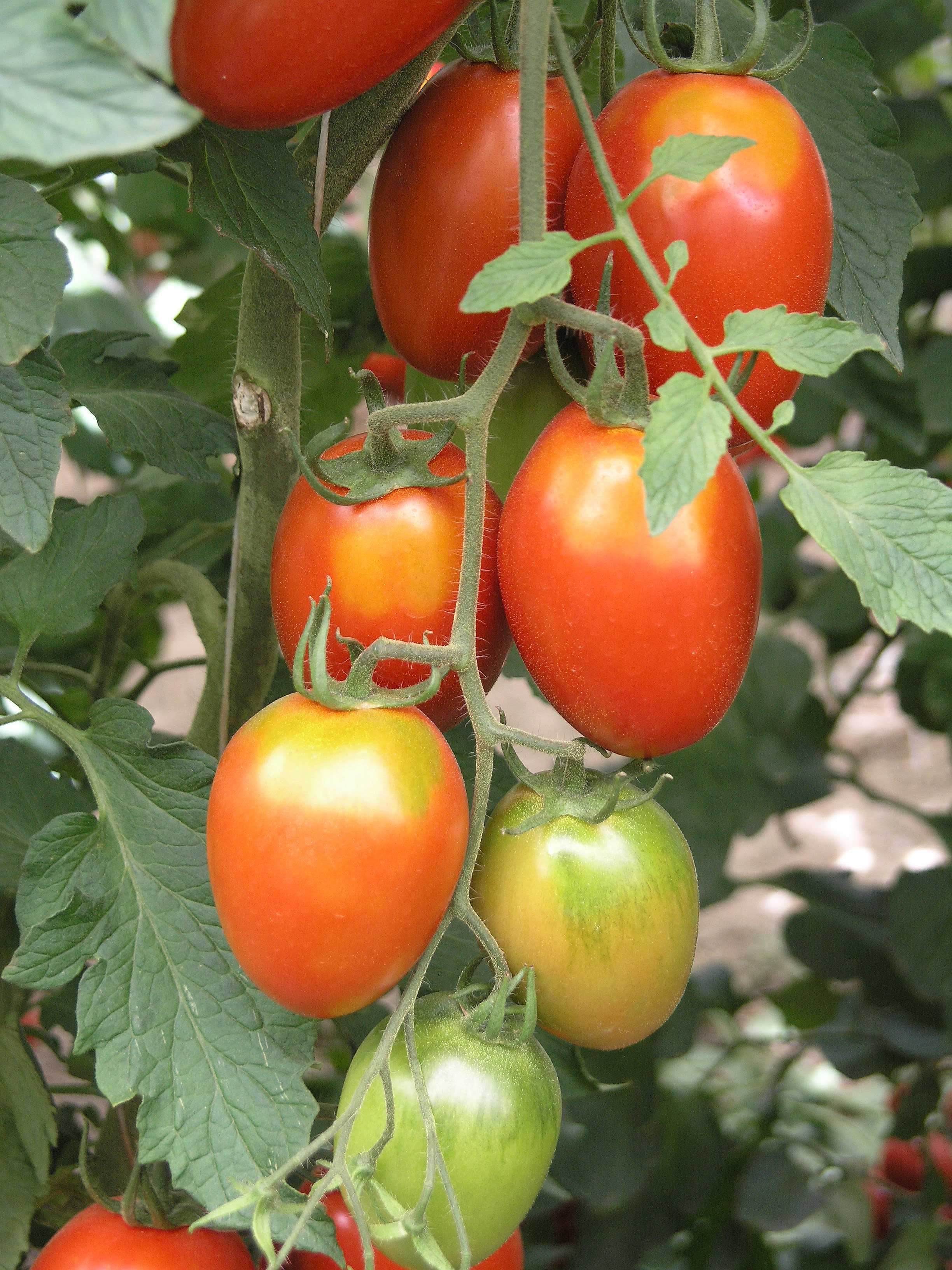 Італійські томати черрі