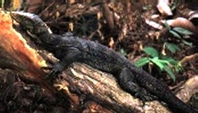 Grays monitor Species of lizard