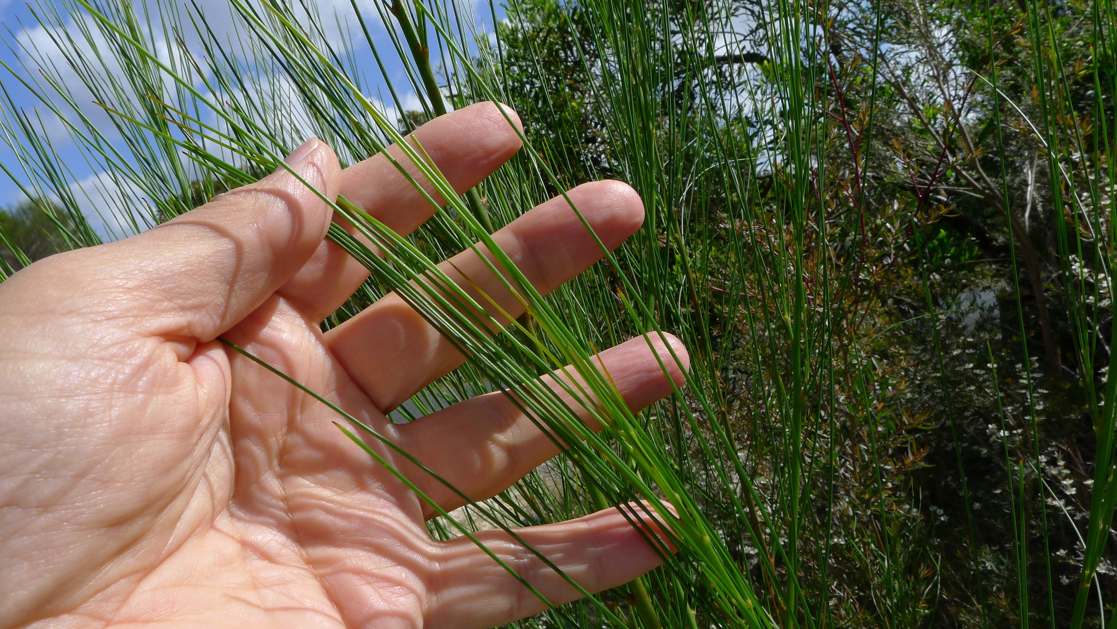 File:Viminaria juncea green stems (8348169293).jpg - Wikimedia Commons