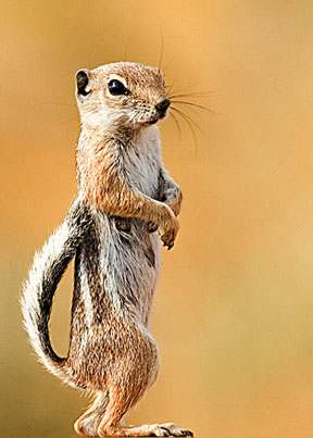 The average adult size of a White-tailed antelope squirrel is  (0' 6