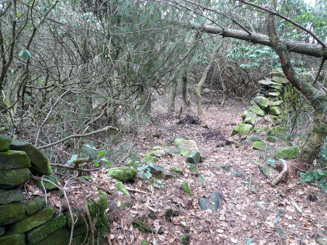 File:Whitesprings Plantation - Hole in the Wall - geograph.org.uk - 369663.jpg