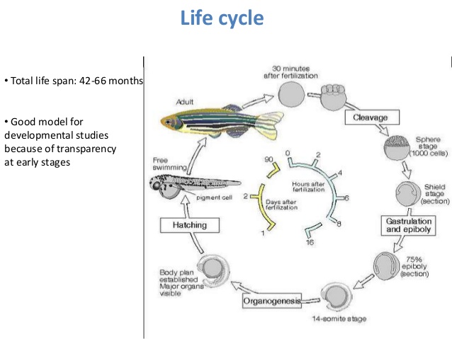 File:Zebrafish-model-4-638.jpg