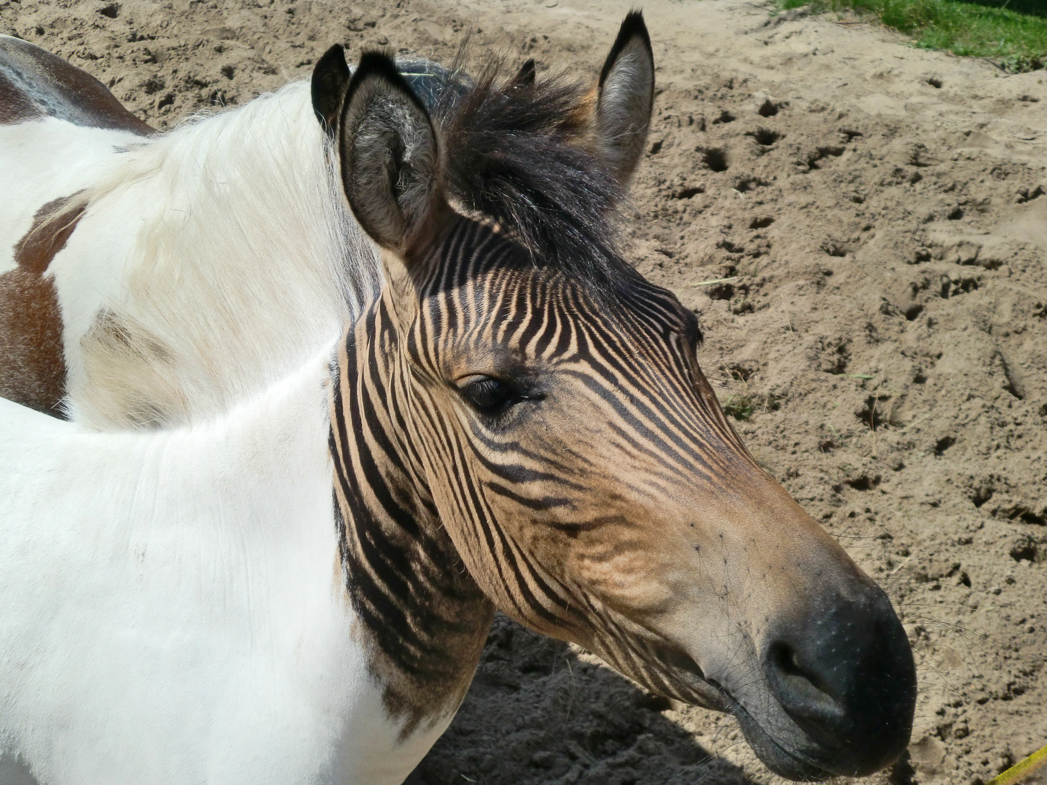 зебра конь