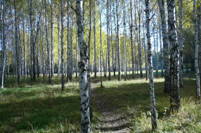 Площадь березовой рощи. Загородная роща. Роща левый берег.