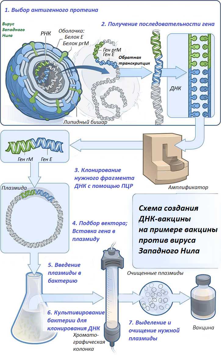 Генная вакцина. Схема получения ДНК вакцины. Способы введения ДНК вакцин. Методы получения ДНК вакцин. Схема получения генно-инженерных вакцин.