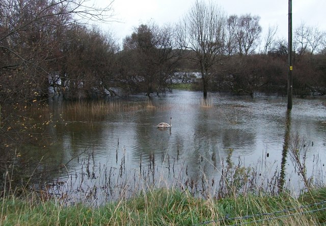 File:A Swan explores flooded land next to the bypassed section of the A4086 - geograph.org.uk - 1595177.jpg