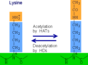Acetylation.png