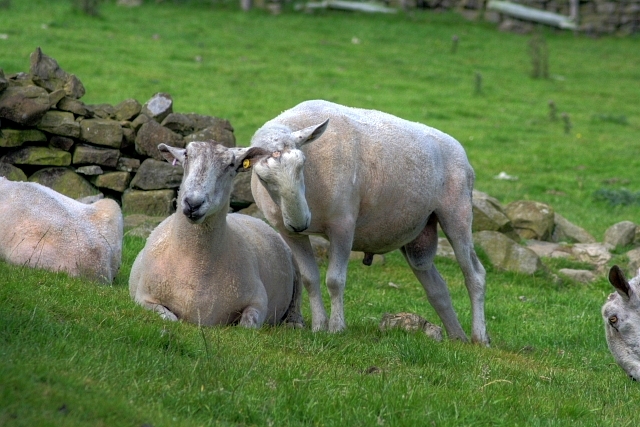 File:An Affectionate Tup - geograph.org.uk - 891062.jpg